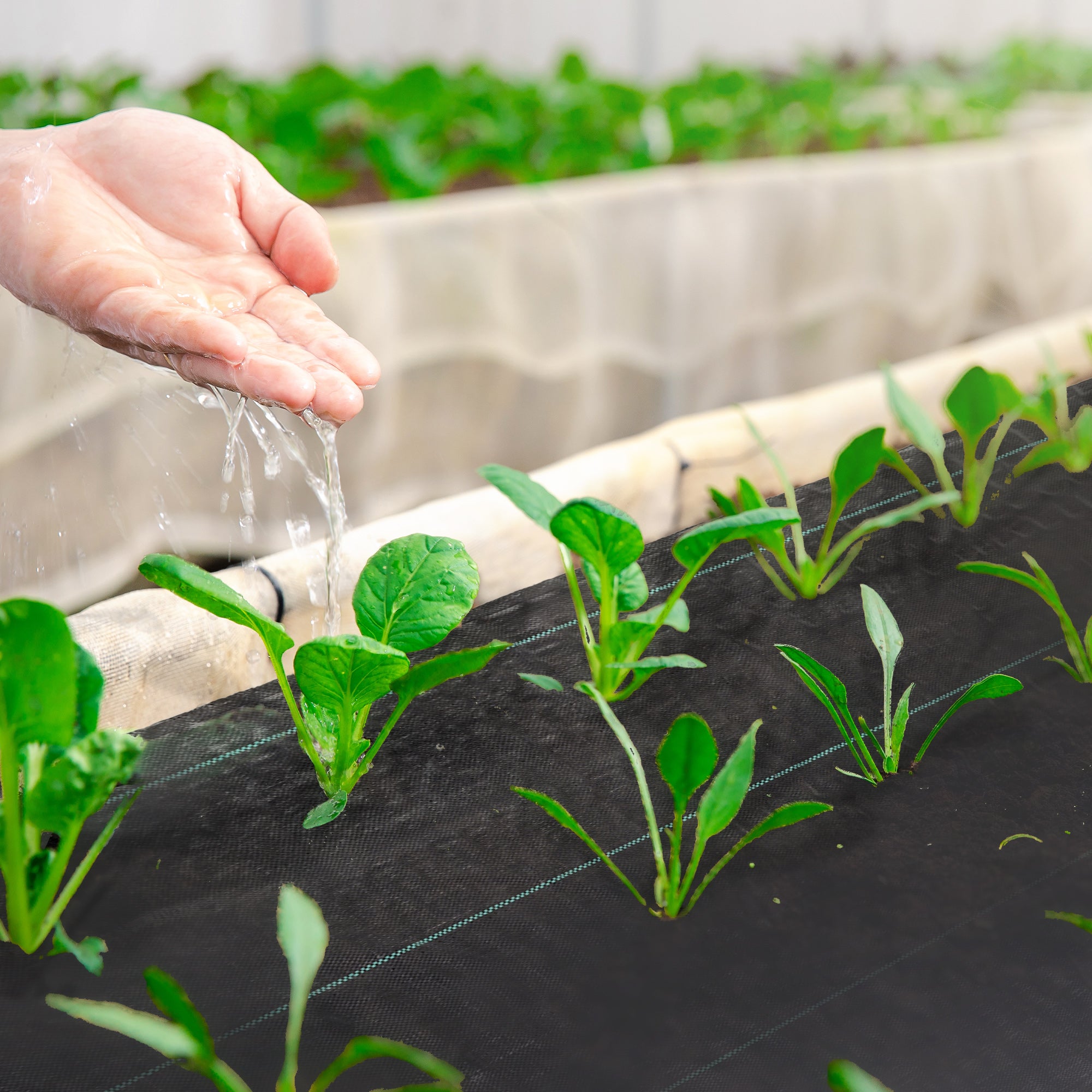 3ft x 164ft Weed Barrier, Landscape Fabric, for Greenhouse Yard Garden Weed Control, Heavy-Duty & Easy Setup, 2oz